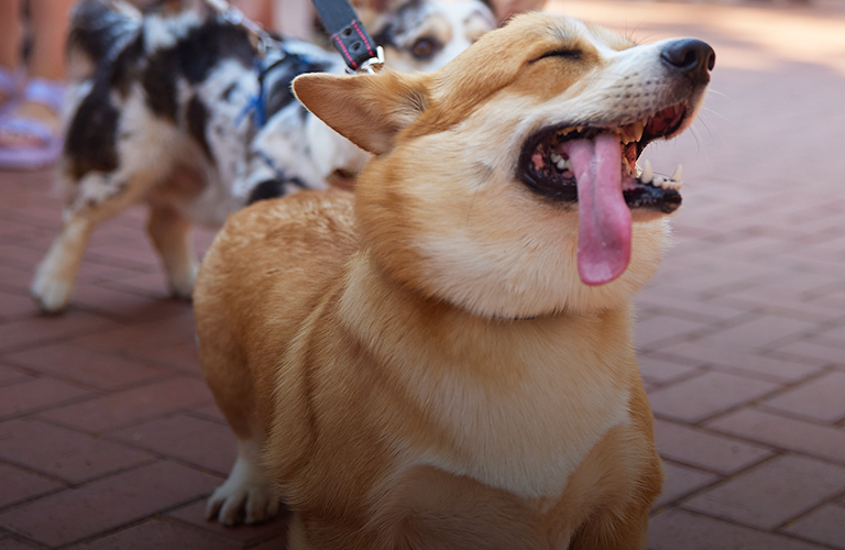 Открытие «People вместе»: корги-дефиле и более 70 работ в поддержку бездомных животных