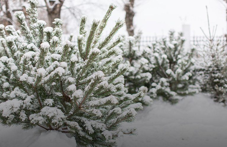 Почем колючая для народа: стоимость зеленых красавиц на елочном базаре и в гипермаркете