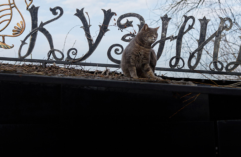 Не всё коту Масленица! Во Владимирской области рецидив зимы