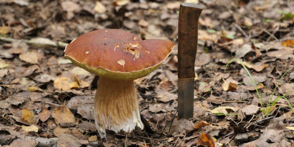 Карты, рейтинги, лайфхаки - все о грибных местах Владимирской области