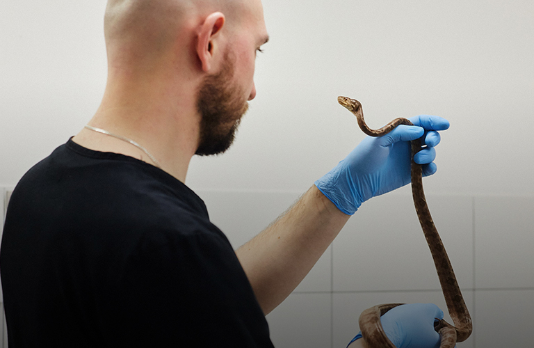 «Повелитель змей». Герпетолог Игнатий Рязанов об экзотике на работе и дома