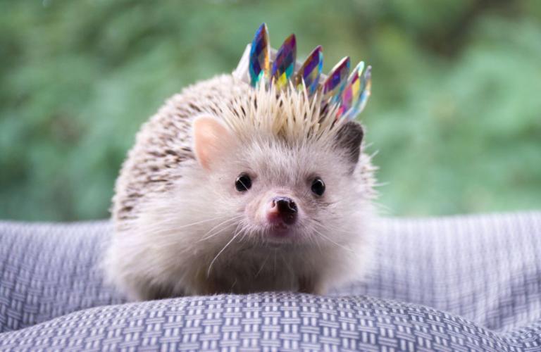 "Ёжик Party", или 3 отличных повода отправиться в Муром