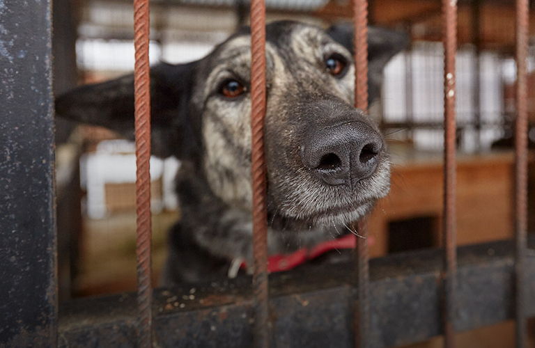 Зона П-2. Станет ли выбранное «Валентой» место новым домом для животных приюта?