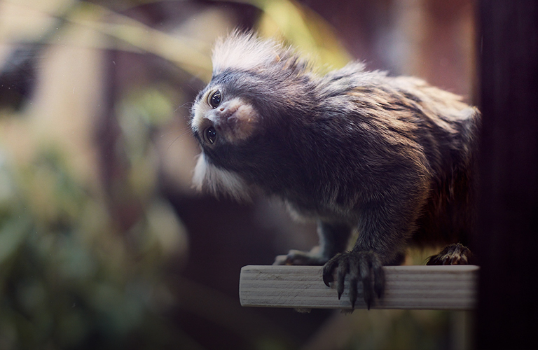 Экзотариум — новый проект, который базируется в бывшем «Американском доме»