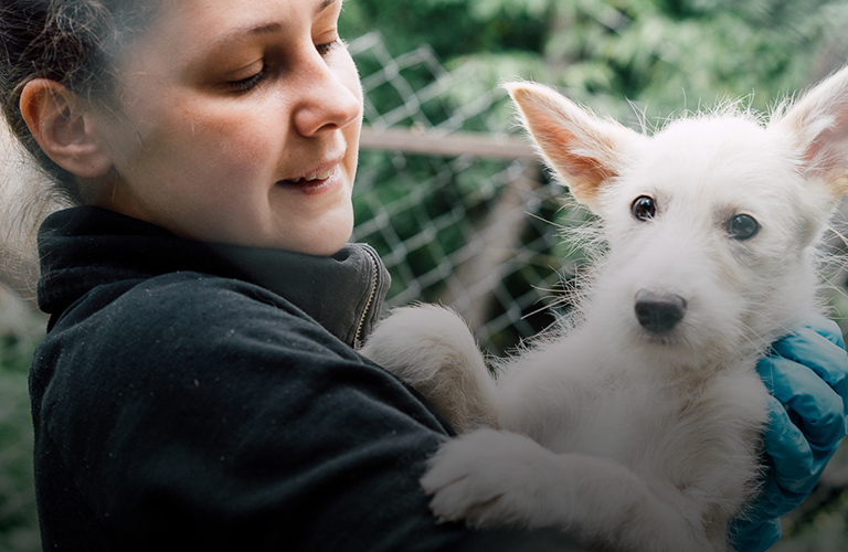 Помощь бездомным животным: строим новые приюты или поддерживаем старые?