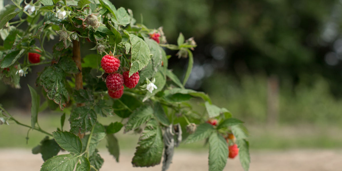 «Малина в шоке» - уникальный проект, который улучшит владимирскую выпечку