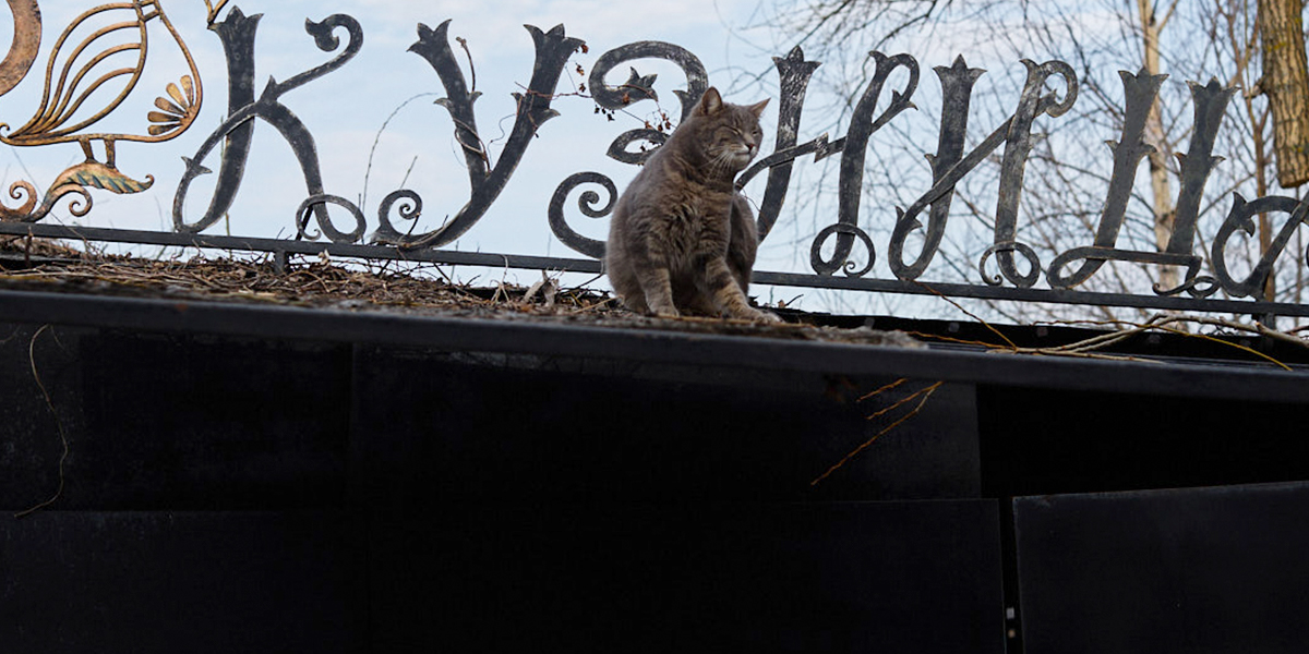 Не всё коту Масленица! Во Владимирской области рецидив зимы