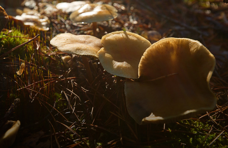 Ноябрьский парадокс: аномальное тепло по соседству со снежным покровом и гололедицей