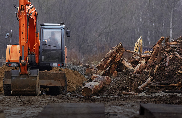 Счет на тысячи? С улиц города массово исчезают деревья из-за фитокарантина и не только