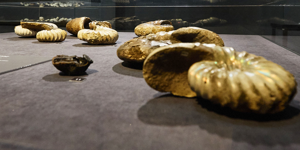 Древние «лилии», аммониты и вымершие амфибии в коллекции владимирских находок палеозойской эры