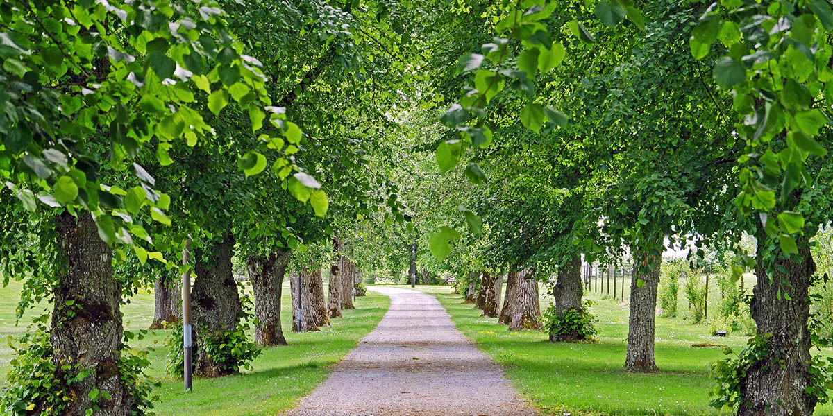 Неприхотливые липы и тепличные цветы: Владимир украшают к лету