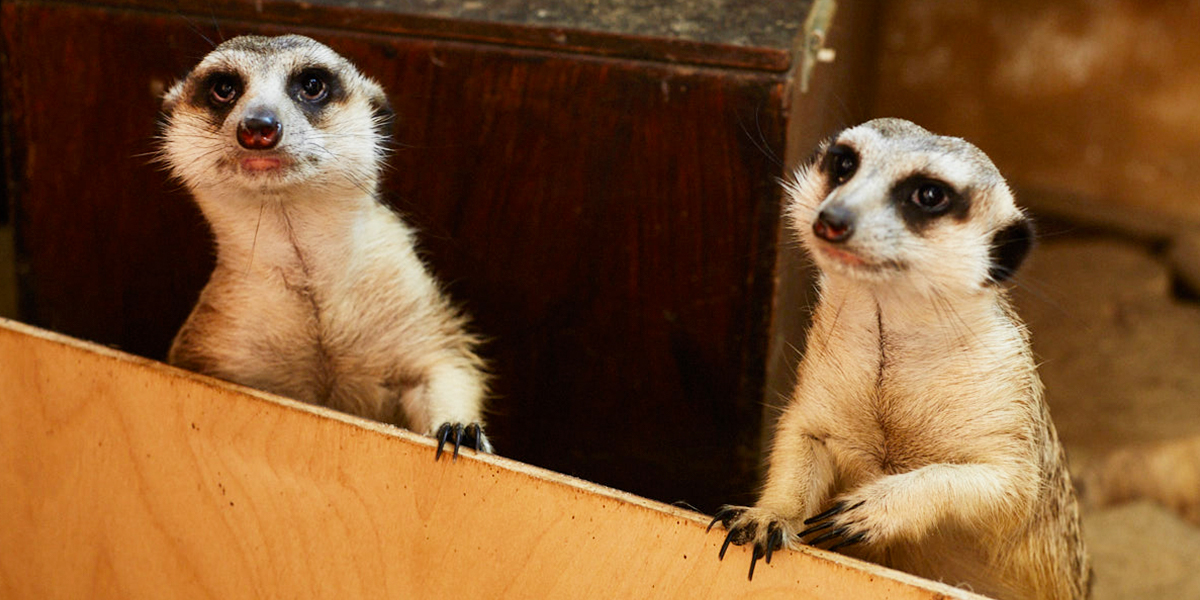 Тяготы, многочисленные переезды и планы на будущее: новый дом владимирского экзотариума