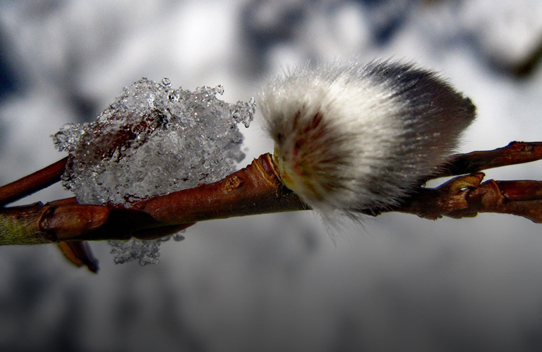 Тёплым или холодным - каким предстанет перед владимирцами апрель-2021?