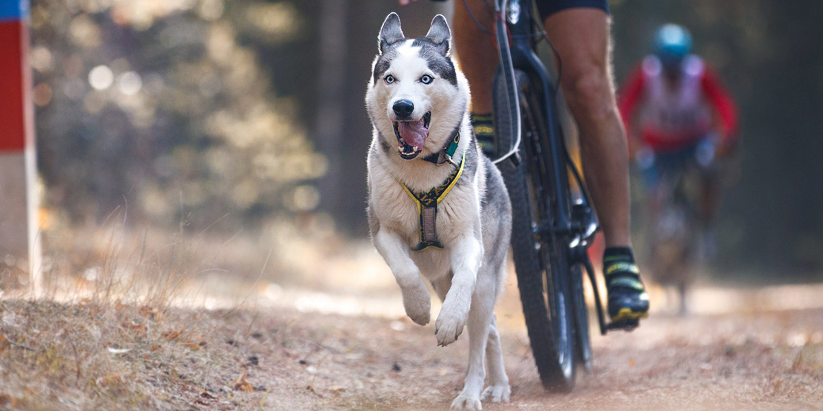 Байк-джоринг с хаски: владимирский тандем покоряет Центральную Россию