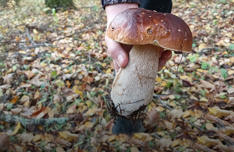 Шляпки больше кулака! Грибы-гиганты, собранные жителями 33-го региона