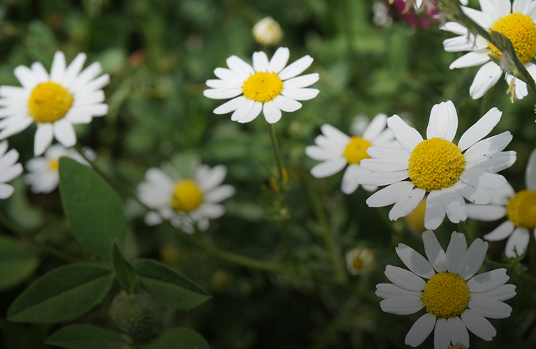 Владимирские корни: что вы помните о семьях известных людей?