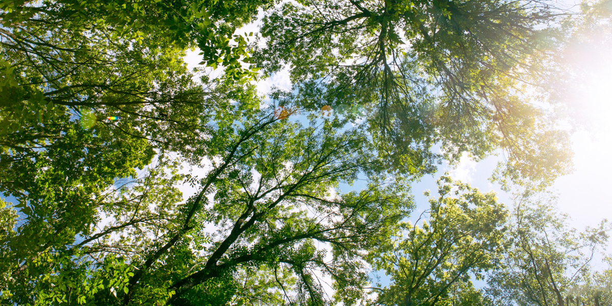 Июль, ты душный! Второй месяц лета удивит владимирцев тропической погодой
