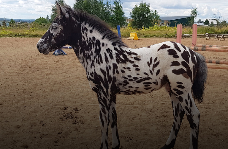 Звезда YouTube – жеребенок-далматинец из Коми – переехал во Владимирскую область