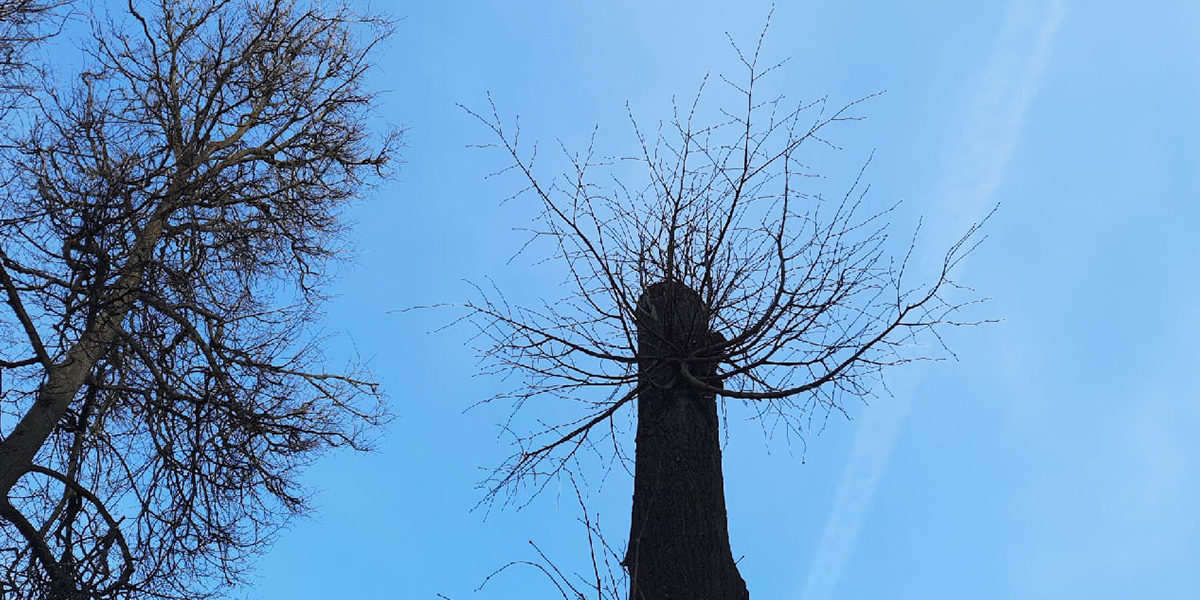 Опять обкорнали: нюансы весенней обрезки деревьев по-владимирски