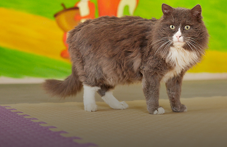 «Кошкин дом» во Владимире: как выглядит новый центр добра для пушистых созданий?