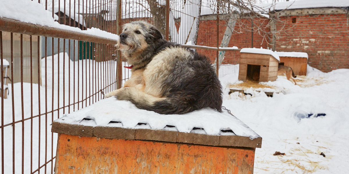 Почему «Валента» стала «Ковчегом», и на что владимирские зооволонтеры потратят четыре миллиона рублей
