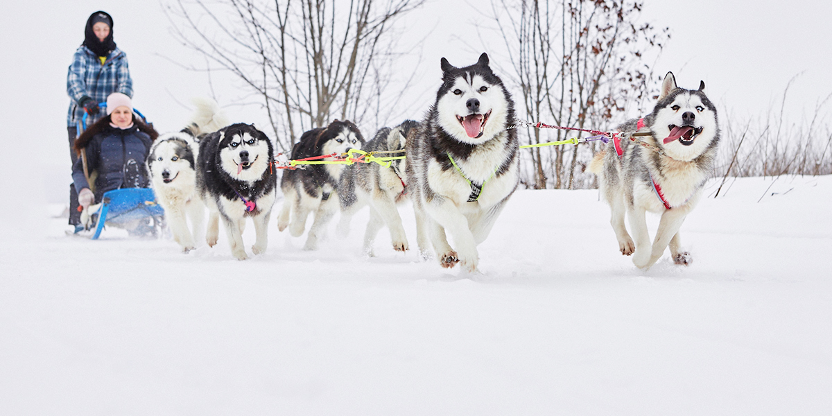 Где во Владимире можно прокатиться по живописным местам на собачьей упряжке?
