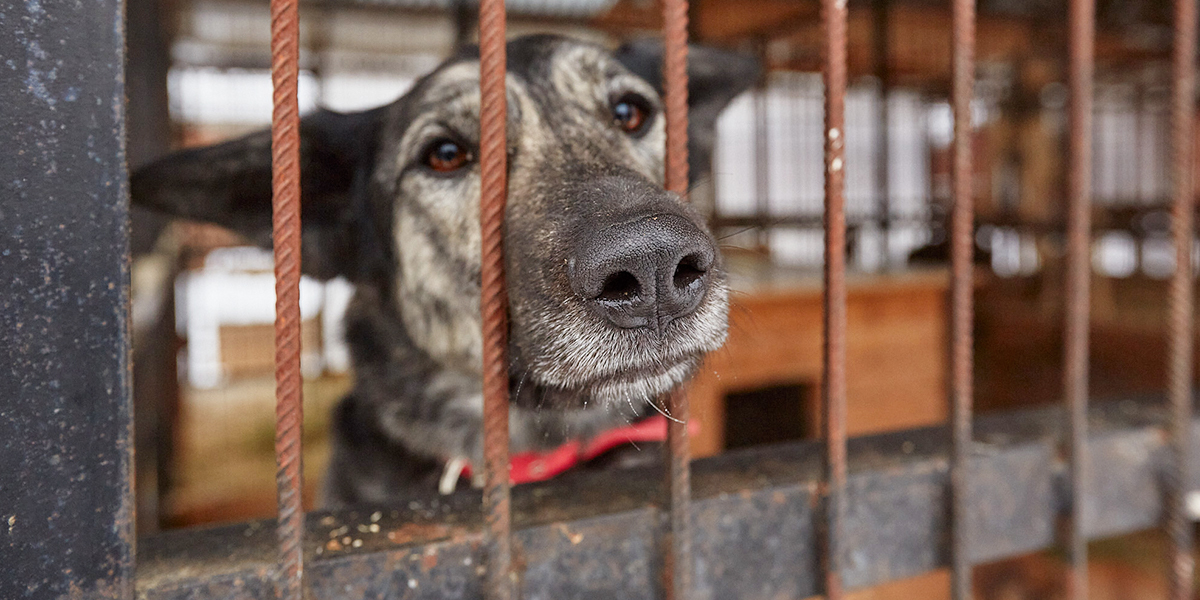 Зона П-2. Станет ли выбранное «Валентой» место новым домом для животных приюта?