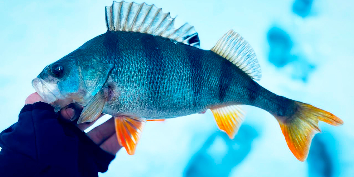 Ловись, рыбка, большая и маленькая. Зимний «урожай» владимирских любителей подледной ловли