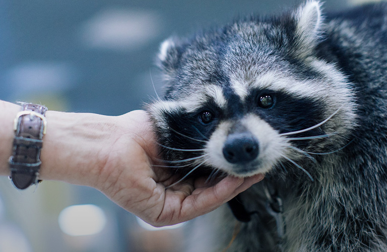 Как мини-зоопарки Владимирской области держатся без посетителей