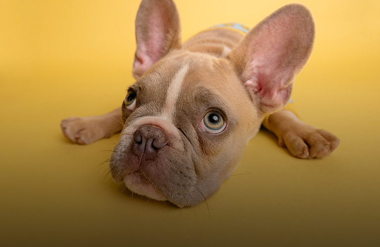 Зоопсихолог о том, что такое собачья депрессия и как ее «проговорить»