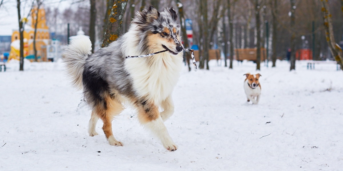 Частично открытый дог-парк: советы кинолога по тренировке питомцев в «Добросельском»