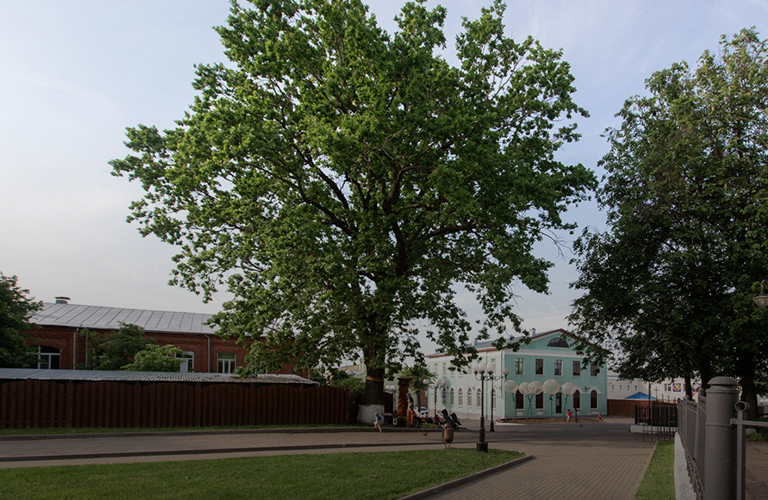 Владимирский дуб и мультик о Черкутино участвуют в федеральных конкурсах