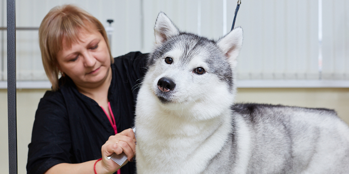 Собачья жизнь, или Как правильно заботиться о питомце?
