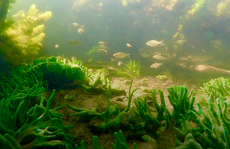 Кто проживает на дне… владимирских рек? Блогеры показали подводный мир местных водоемов