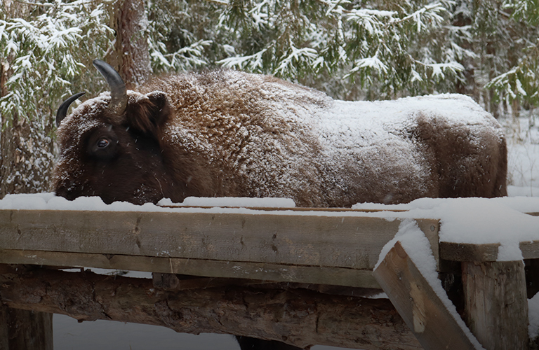 Поездка на сафари к вязниковским зубрам