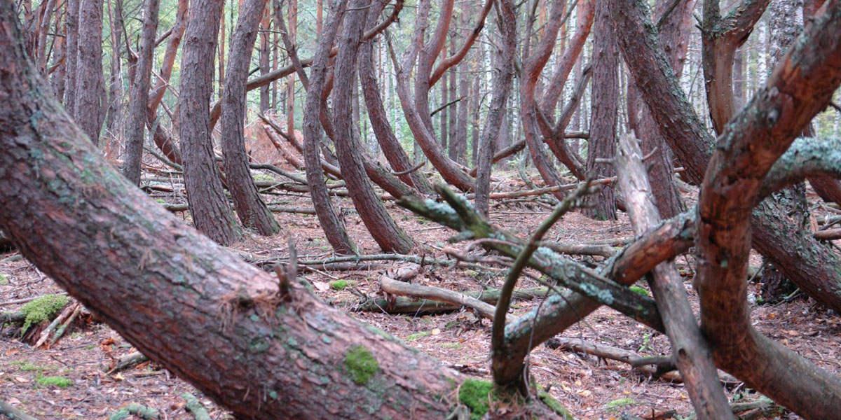 Экспедиция в аномальную зону. Владимирец изучил “пьяный” лес