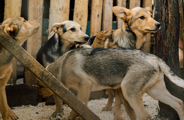 Собачий вопрос, или Как мини-приют решает большую проблему