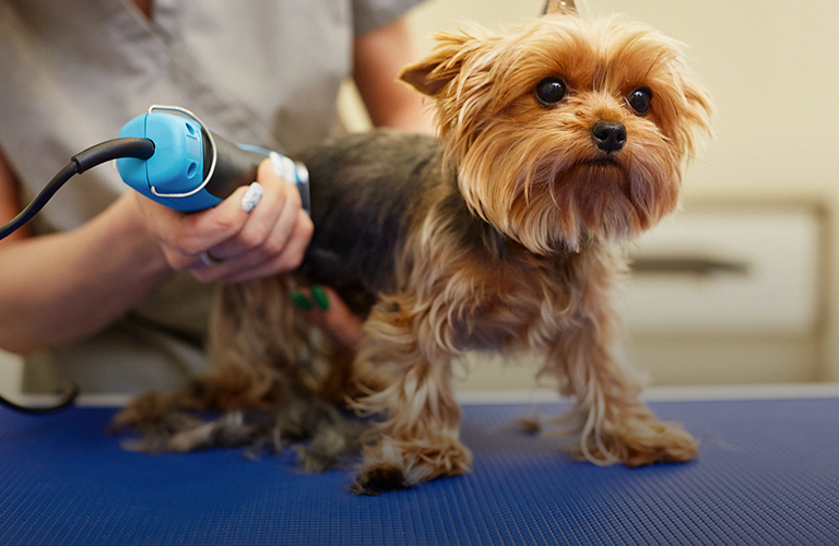 Лапакюр, спа, креативный груминг: где во Владимире найти все бьюти-услуги для животных?