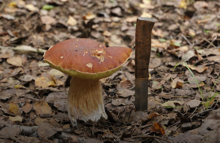 Карты, рейтинги, лайфхаки - все о грибных местах Владимирской области