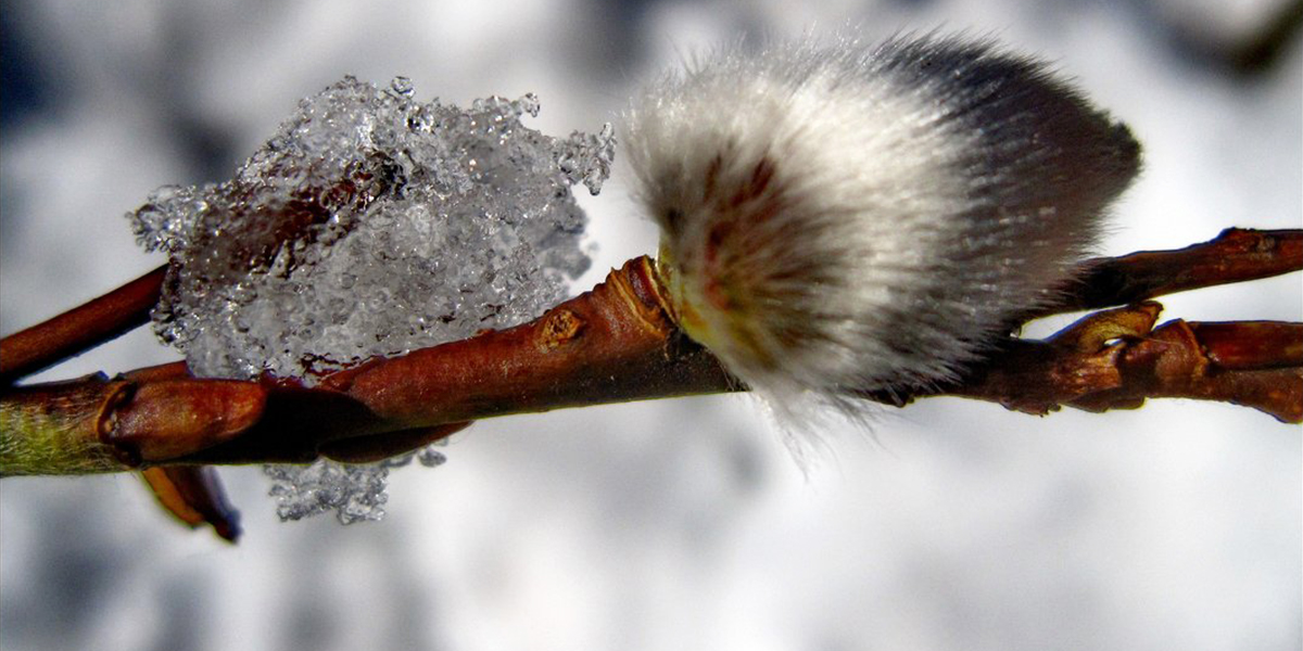 Тёплым или холодным - каким предстанет перед владимирцами апрель-2021?