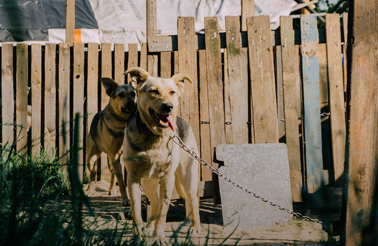 Анатомия двортерьера, или Почему беспородные псы самые верные
