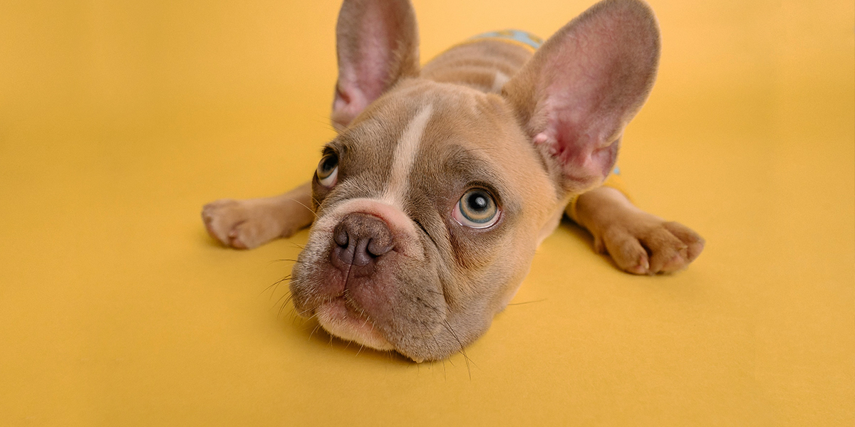 Зоопсихолог о том, что такое собачья депрессия и как ее «проговорить»