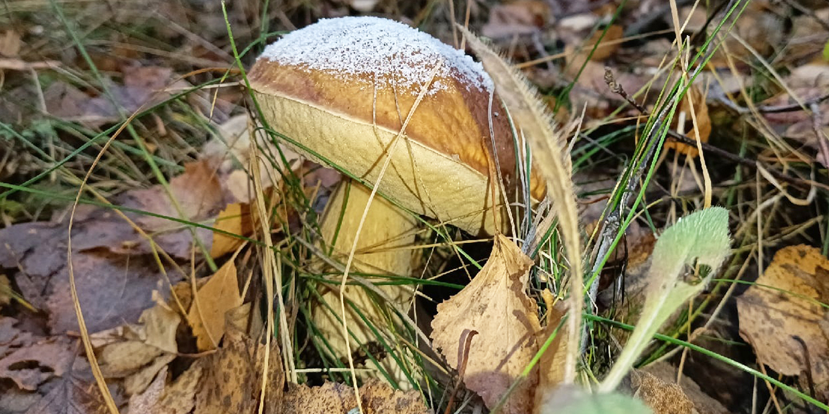 Белый 	под снегом. В 33-м регионе грибной сезон закрыли богатым урожаем