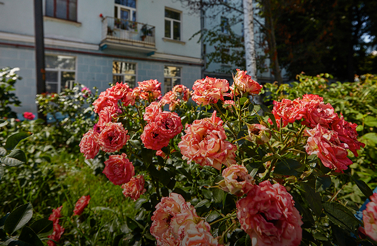 Что осталось от самых Зеленых улиц Владимира?