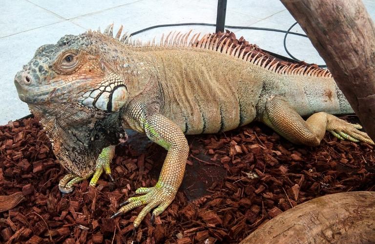 Зверский отряд: Экзотические истории из Патриаршего сада