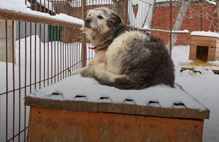 Почему «Валента» стала «Ковчегом», и на что владимирские зооволонтеры потратят четыре миллиона рублей