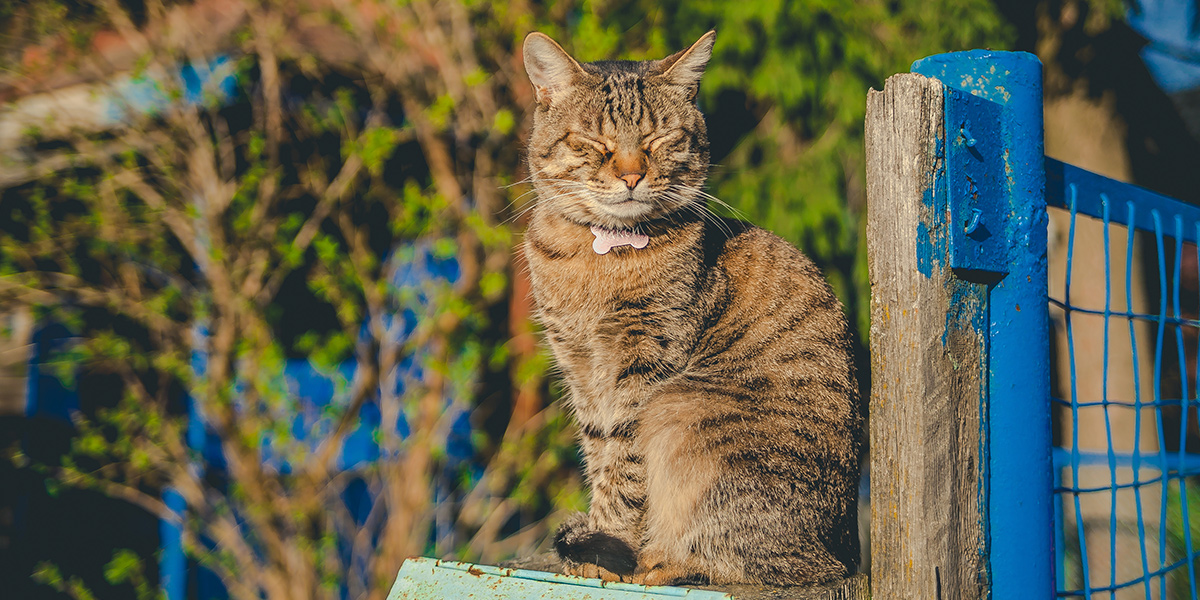 Любимые #ПятничныеКотики общественника Михаила Мойсеянчика