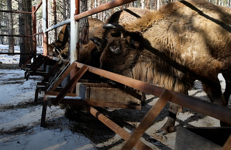 В гости к зубрам. В национальном парке «Мещёра» открыли демонстрационный вольер