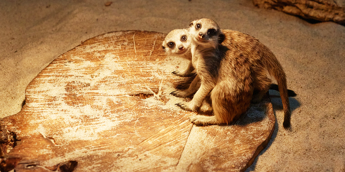 Детки в клетке! Трогательные кадры забавной малышни из владимирского экзотариума