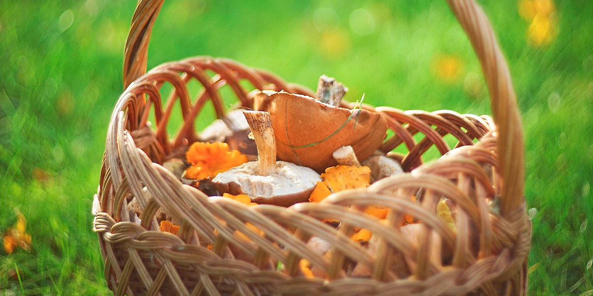 Съедобные находки из леса, или Грибной бум во Владимирской области!